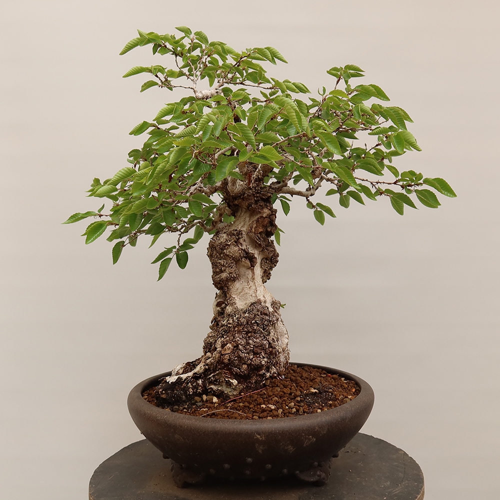Bonsai voor buiten -Carpinus Coreana - Koreaanse haagbeuk