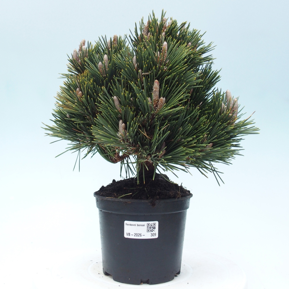 Bonsai voor buiten - Pinus thunbergii senjyumaru - Thunberg den