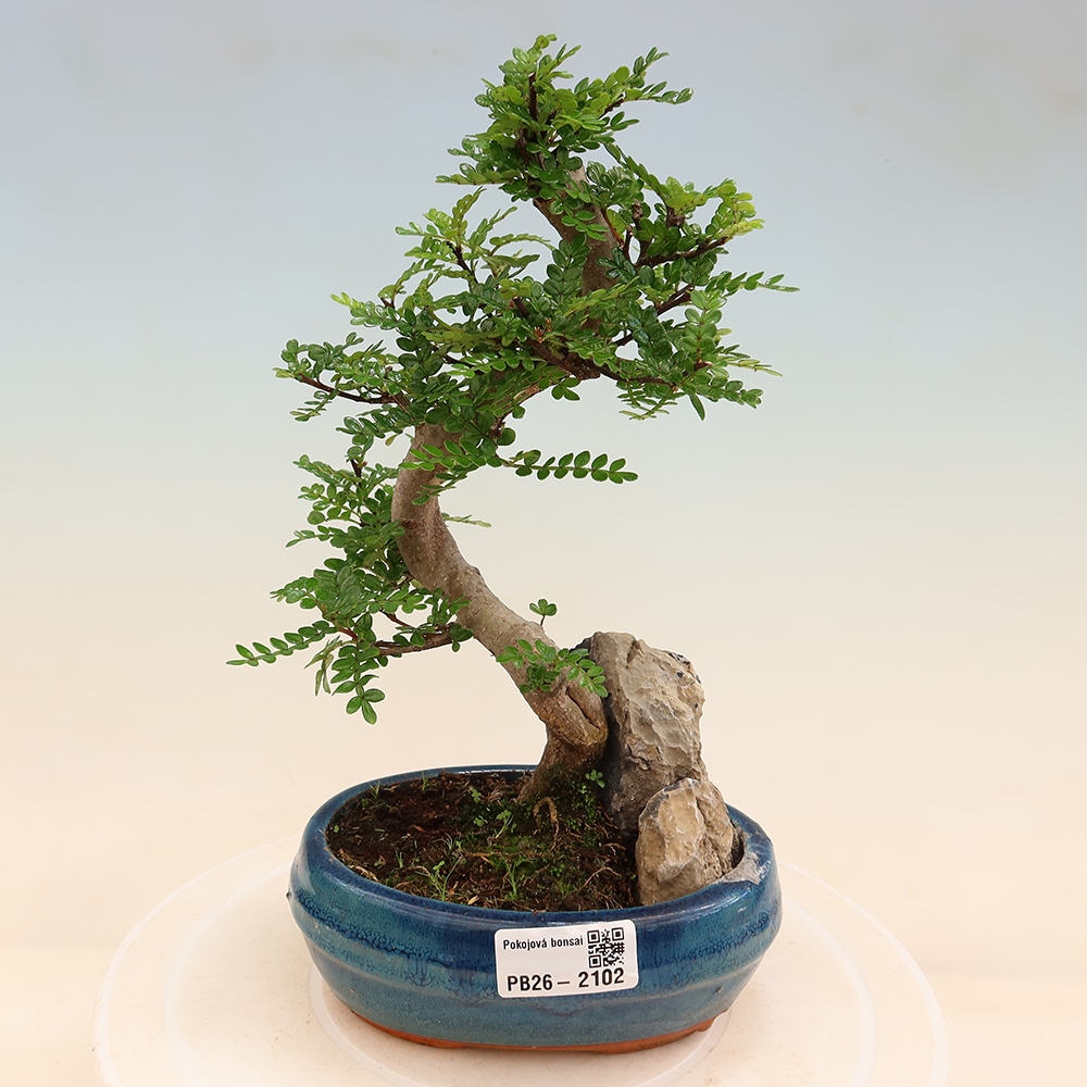 Kamerbonsai - Zantoxylum piperitum - peperboom