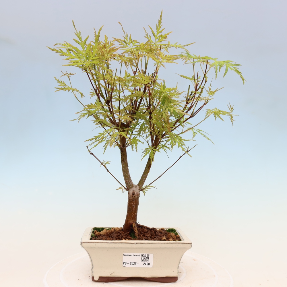 Bonsai voor buiten - Acer palmatum Dissectum