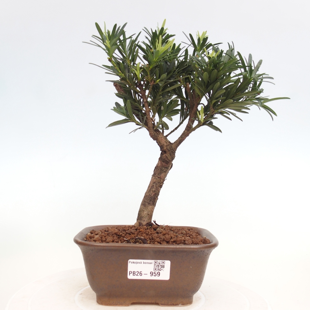 Kamerbonsai - Podocarpus - Taxus