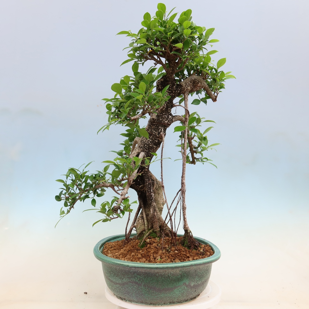 Kamerbonsai - Ficus kimmen - kleinbladige ficus