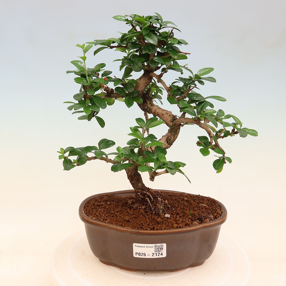 Kamerbonsai - Carmona macrophylla - Thee fuki