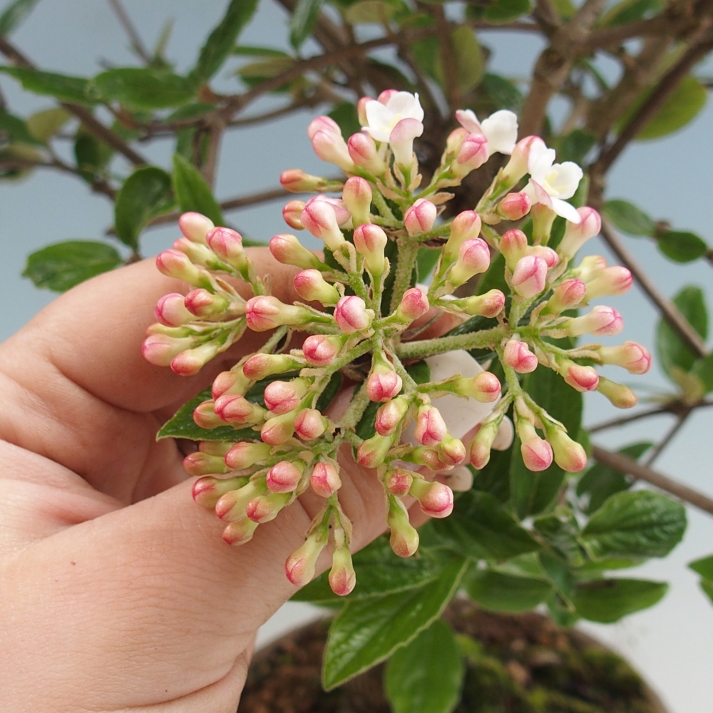 Buitenbonsai-Kalina Bodnanská - Viburum carlesii hemsi - alleen persoonlijk afhalen of palletvervoer