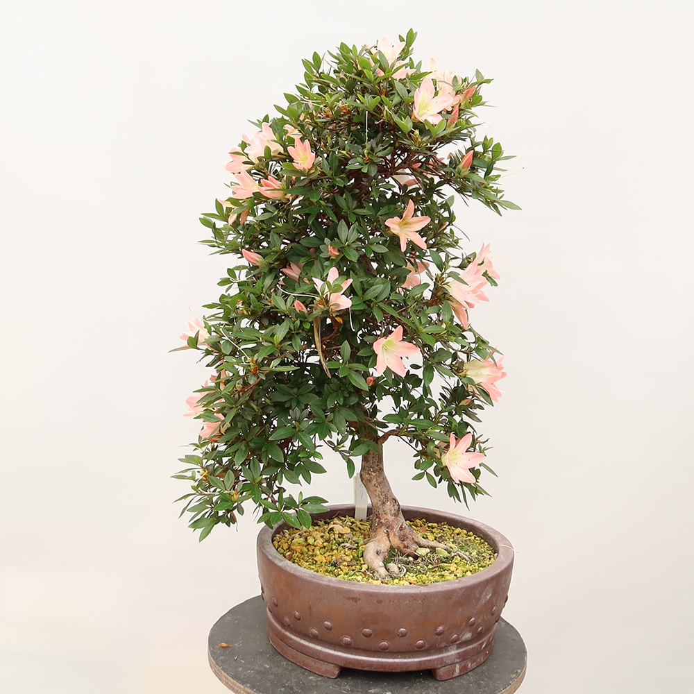 Bonsai voor buiten - Japanse azalea - Azalea CHIHIRO