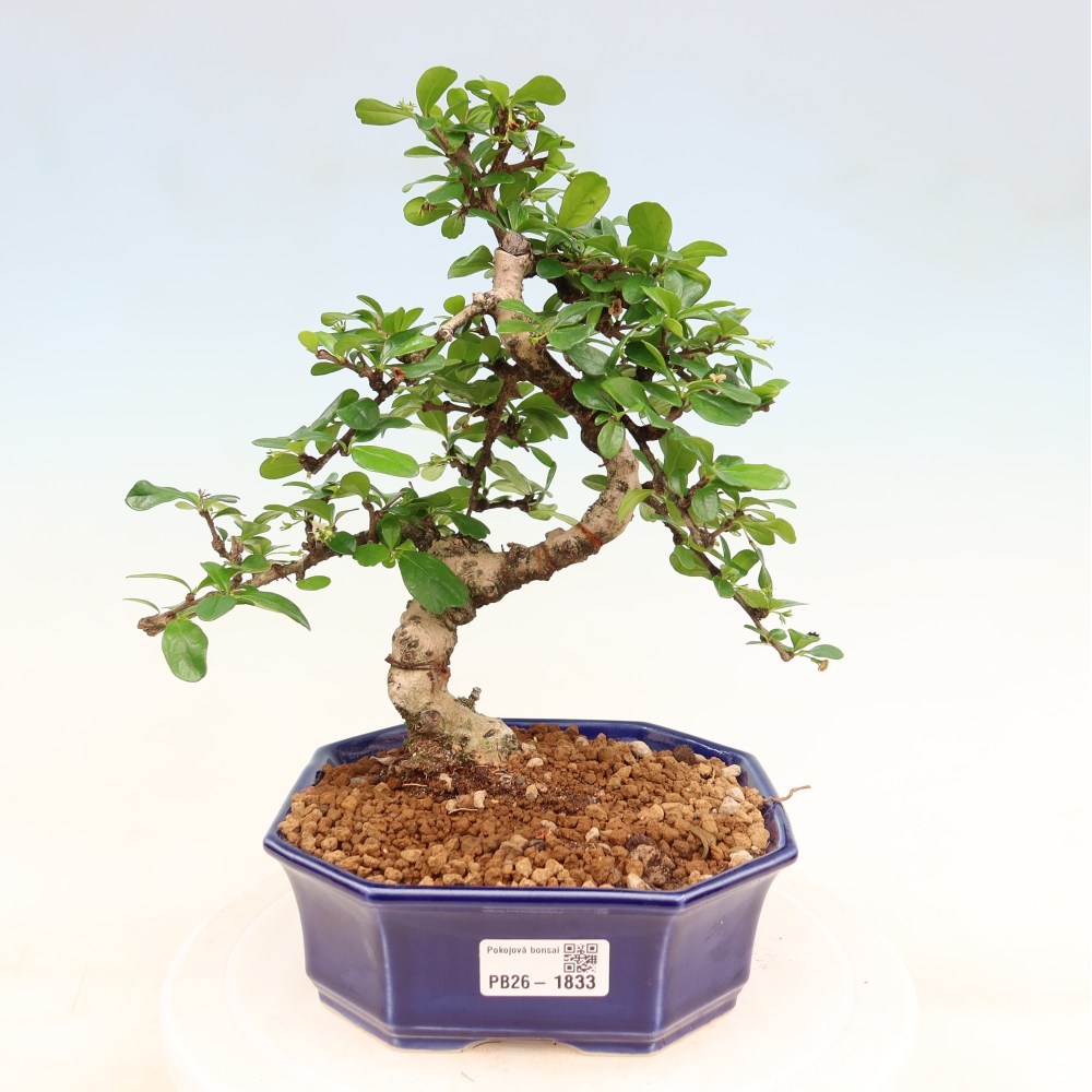 Kamerbonsai - Carmona macrophylla - Thee fuki