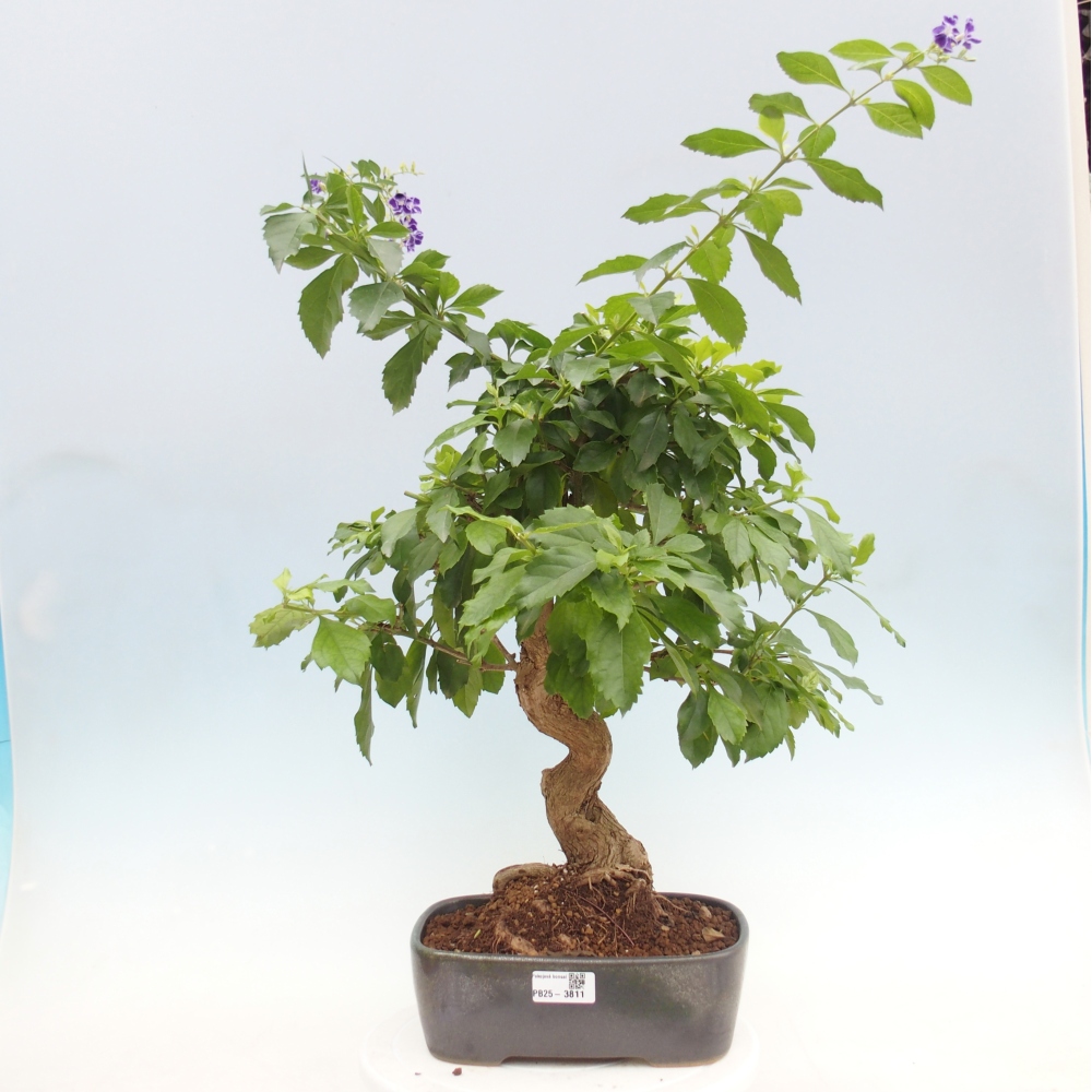 Kamerbonsai - Duranta repens -Duranta