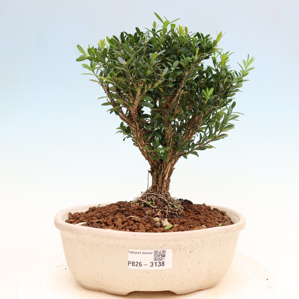 Kamerbonsai - Buxus harlandii - kurk buxus
