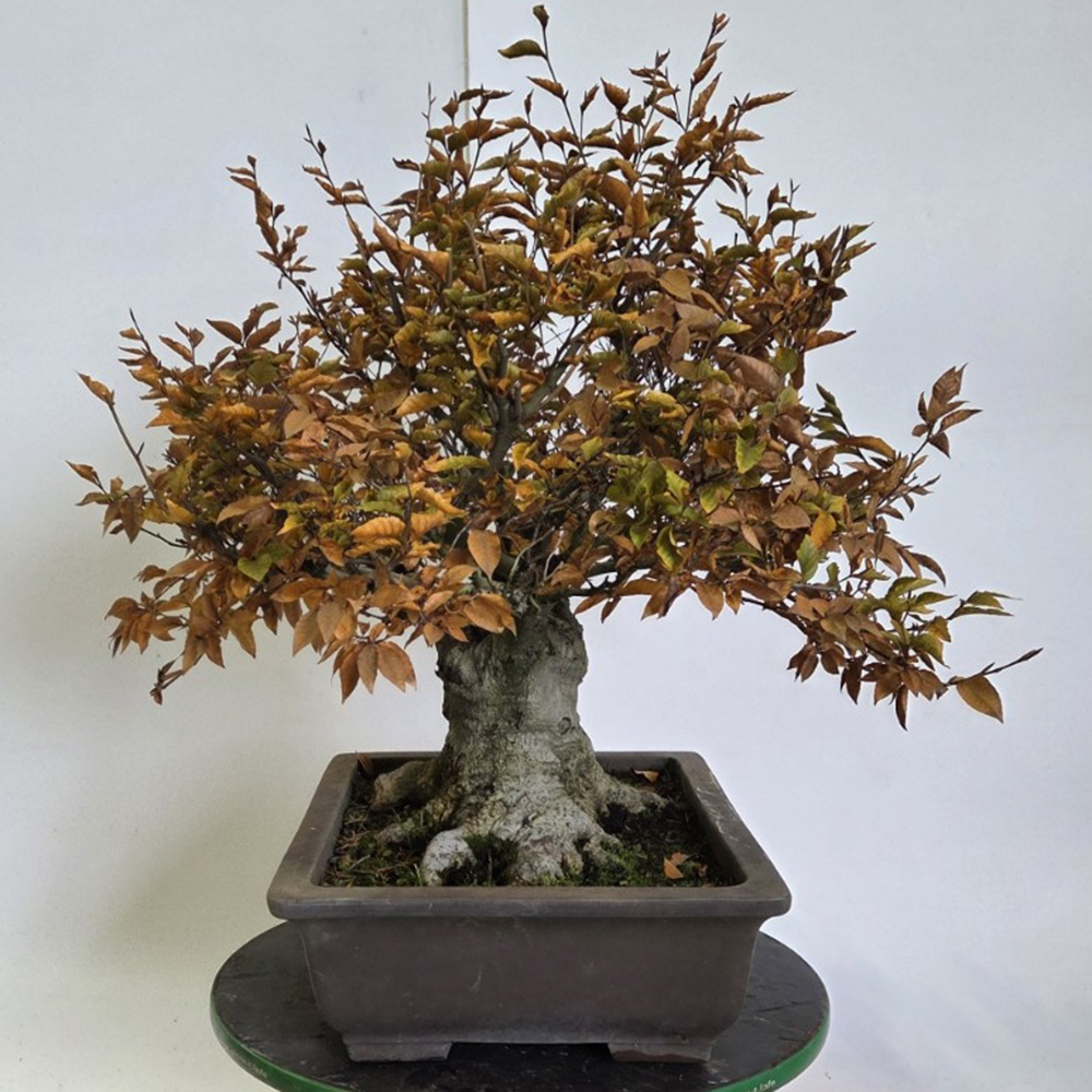 Bonsai voor buiten - Fagus crenata