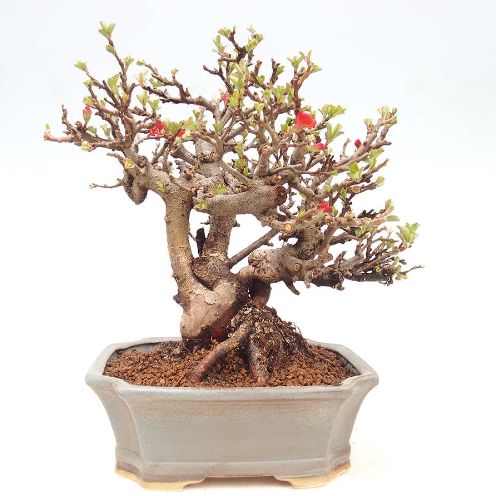 Bonsai voor buiten - Chaneomeles speciosa - Kweepeer