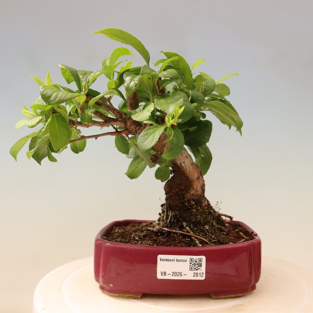 Bonsai voor buiten - Celastrus orbiculatus