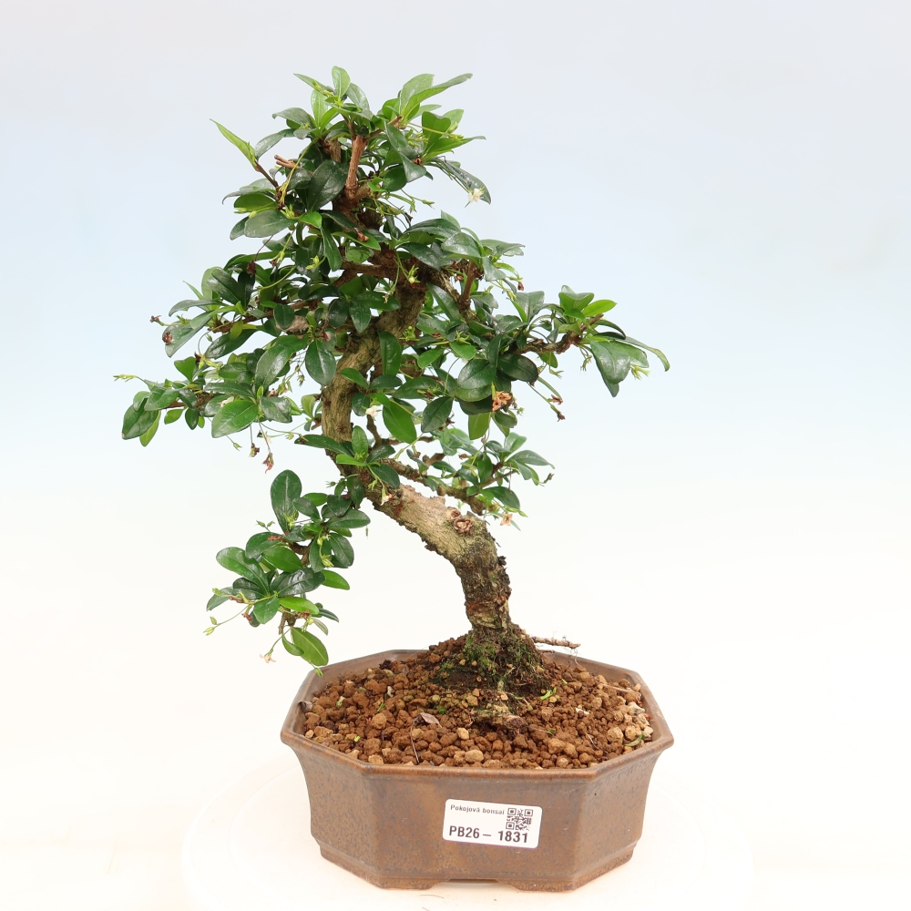 Kamerbonsai - Carmona macrophylla - Thee fuki