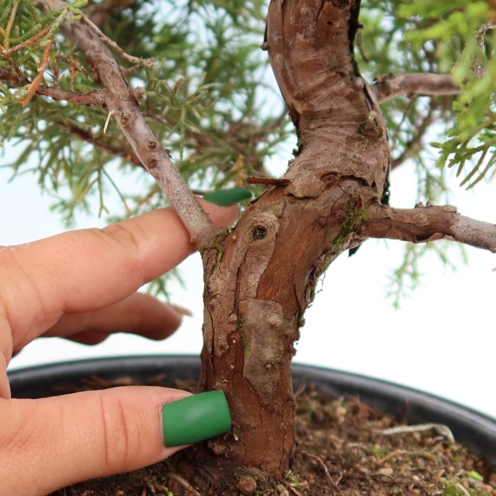 Bonsai voor buiten - Juniperus chinensis Itoigawa-Juniperus chinensis