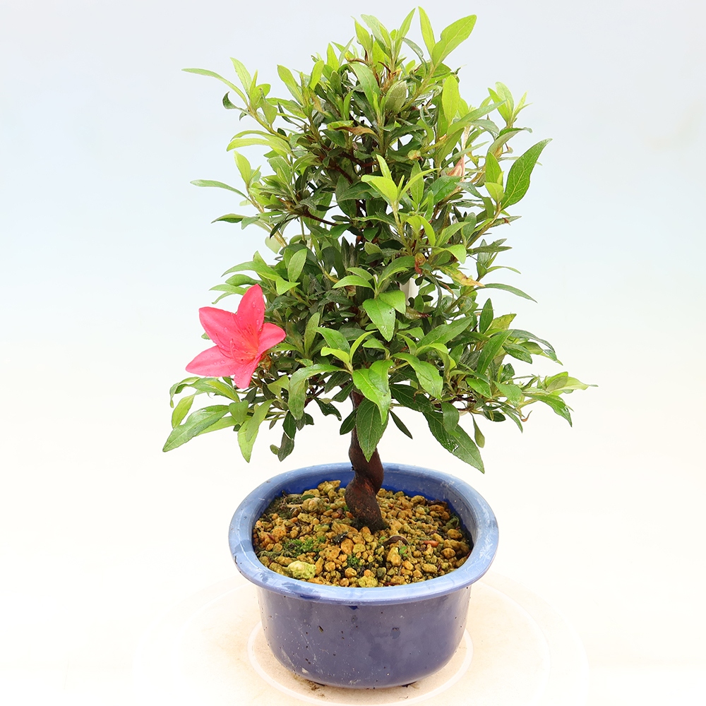 Bonsai voor buiten - Japanse azalea - Azalea CHIHIRO