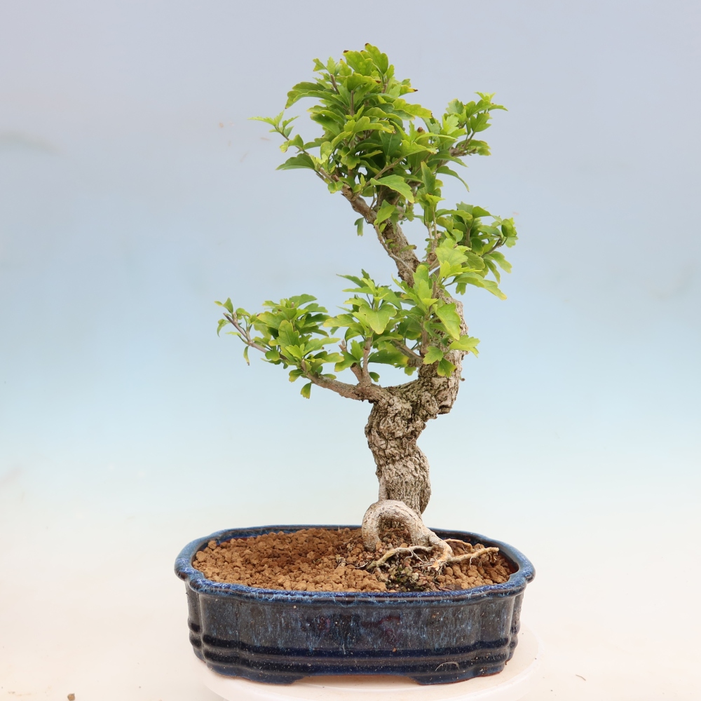 Bonsai voor buiten - Hibiscus syriacus - Syrische hibiscus