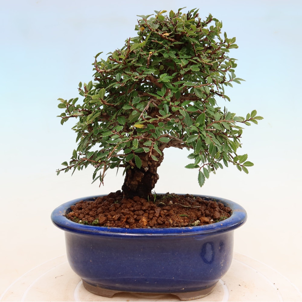 Bonsai voor buiten - Zelkova - Zelkova NIRE