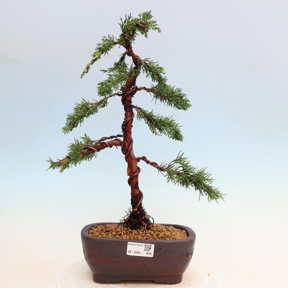 Bonsai voor buiten - Juniperus chinensis Kishu