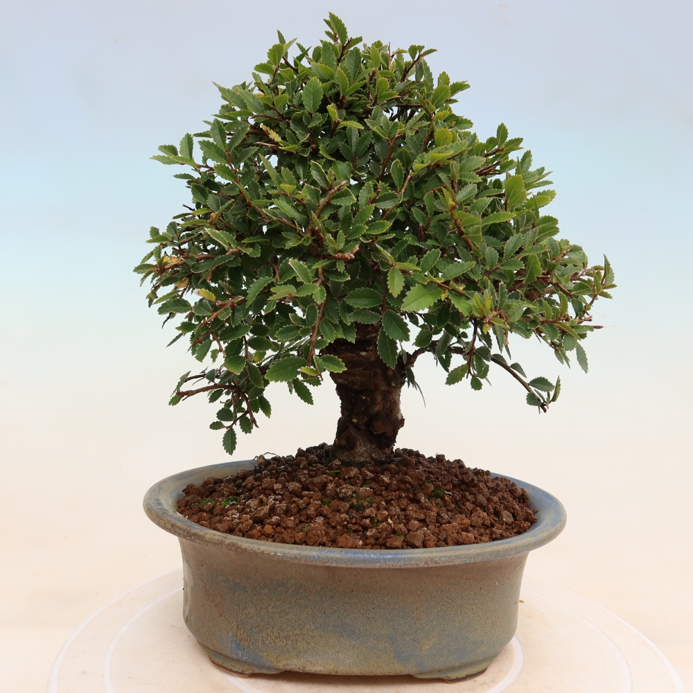 Bonsai voor buiten - Zelkova - Zelkova NIRE