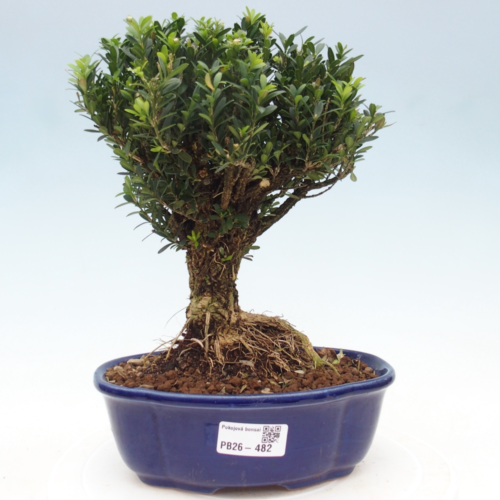 Kamerbonsai - Buxus harlandii - kurk buxus