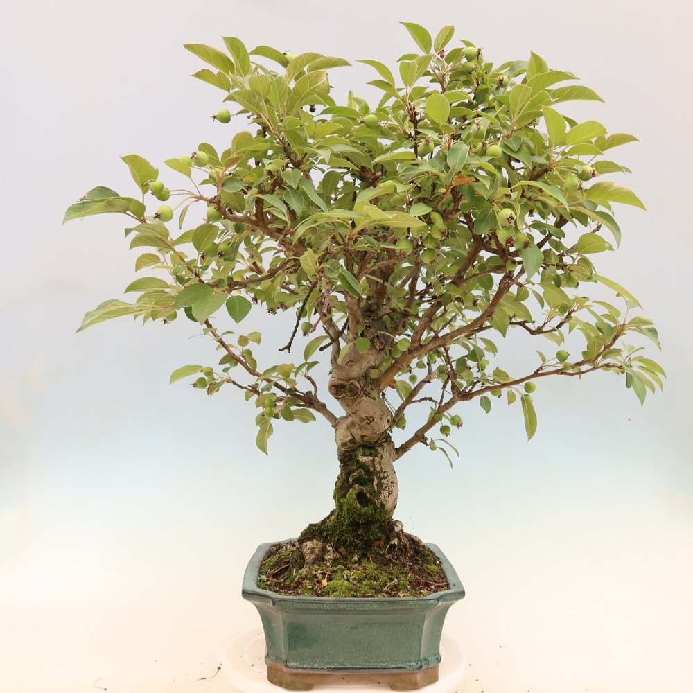 Bonsai voor buiten -Malus halliana - Appelboom met kleine vruchten