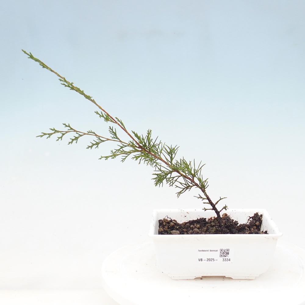 Bonsai voor buiten - Juniperus chinensis Itoigawa