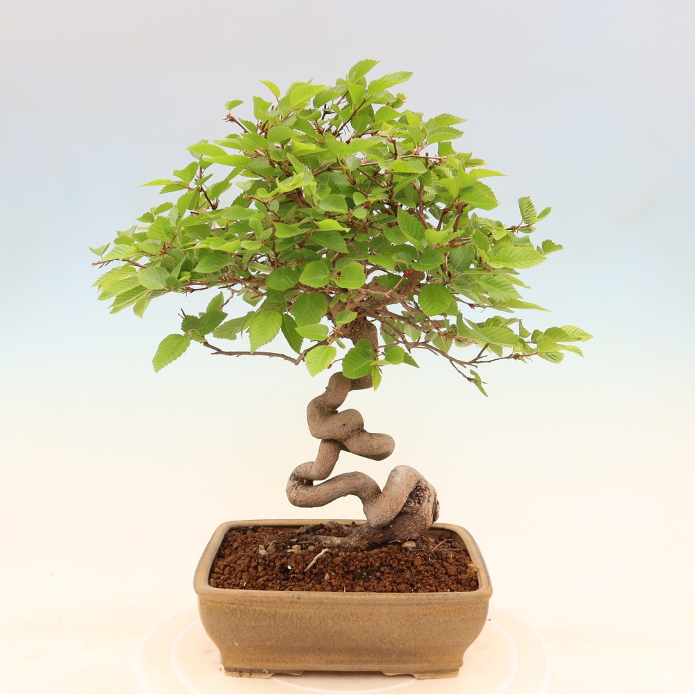 Bonsai voor buiten -Carpinus Coreana - Koreaanse haagbeuk