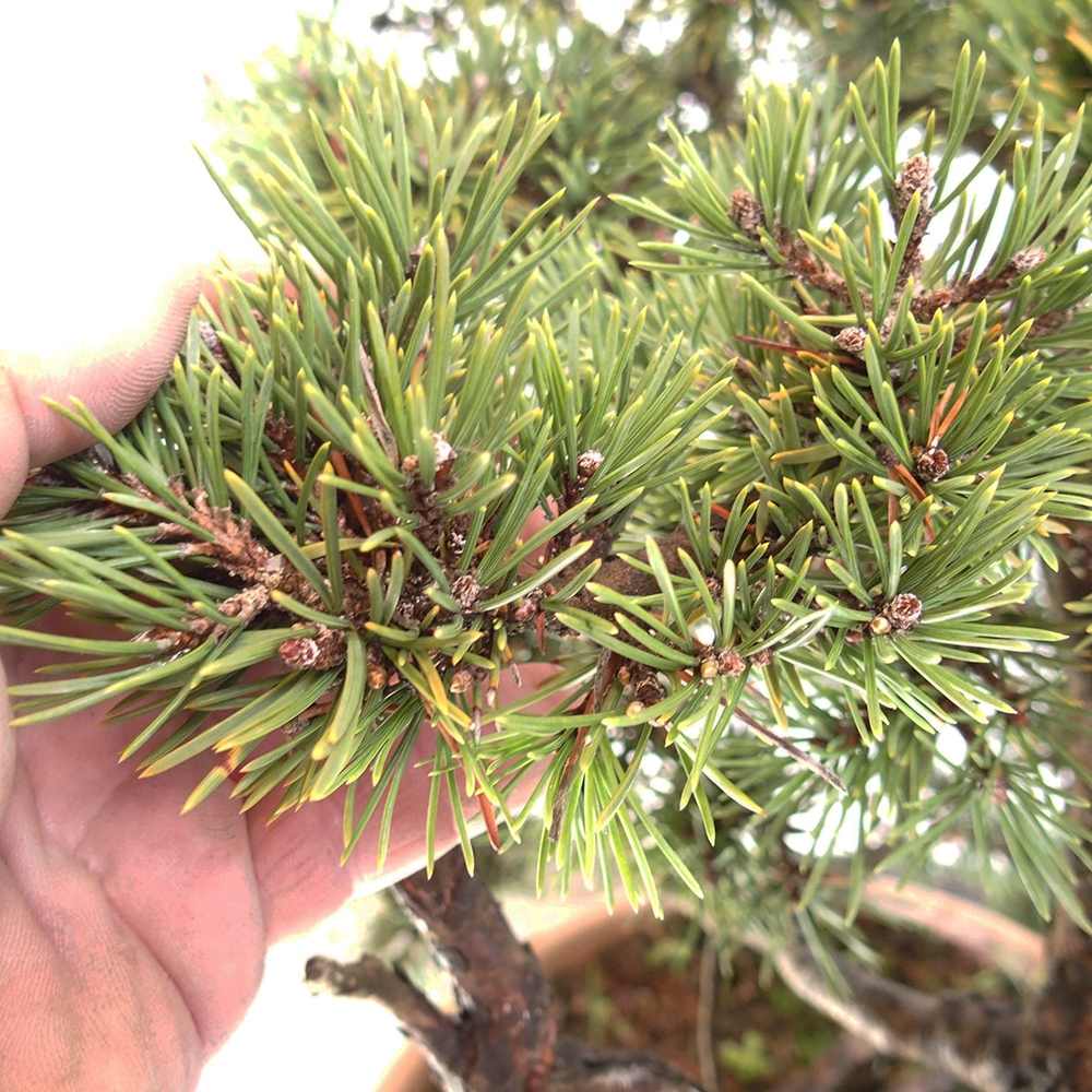 Yamadori - Pinus sylvestris Spanje
