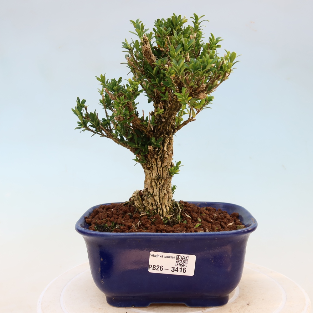 Kamerbonsai - Buxus harlandii - kurk buxus