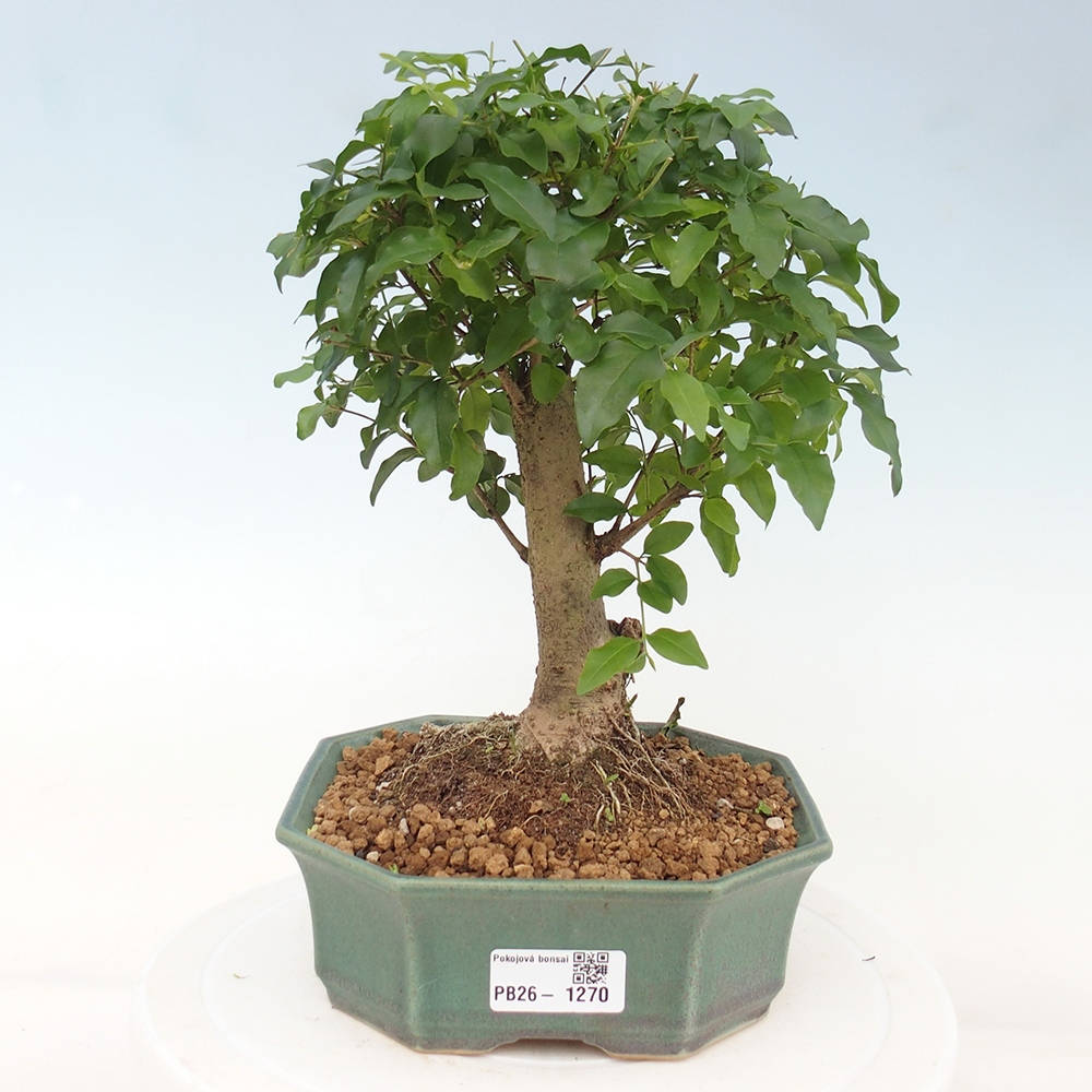 Kamerbonsai -Ligustrum chinensis - Vogelsnavel