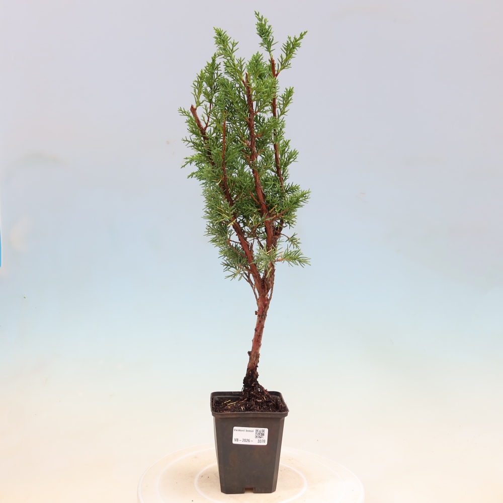 Bonsai voor buiten - Juniperus chinensis Kishu