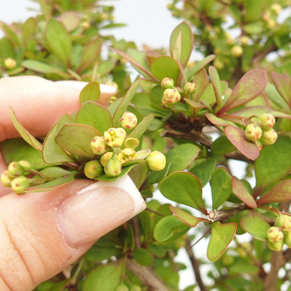 Bonsai voor buiten - Berberis coreana