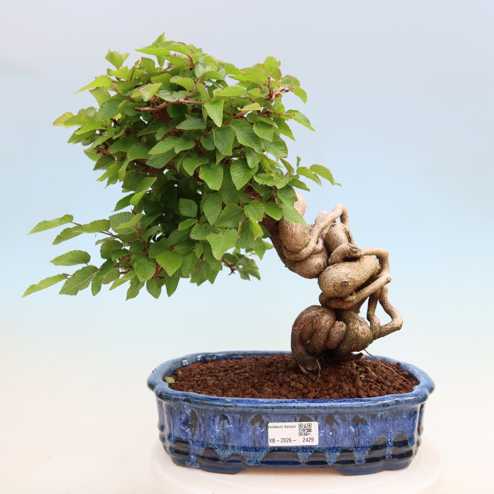 Bonsai voor buiten -Carpinus Coreana - Koreaanse haagbeuk