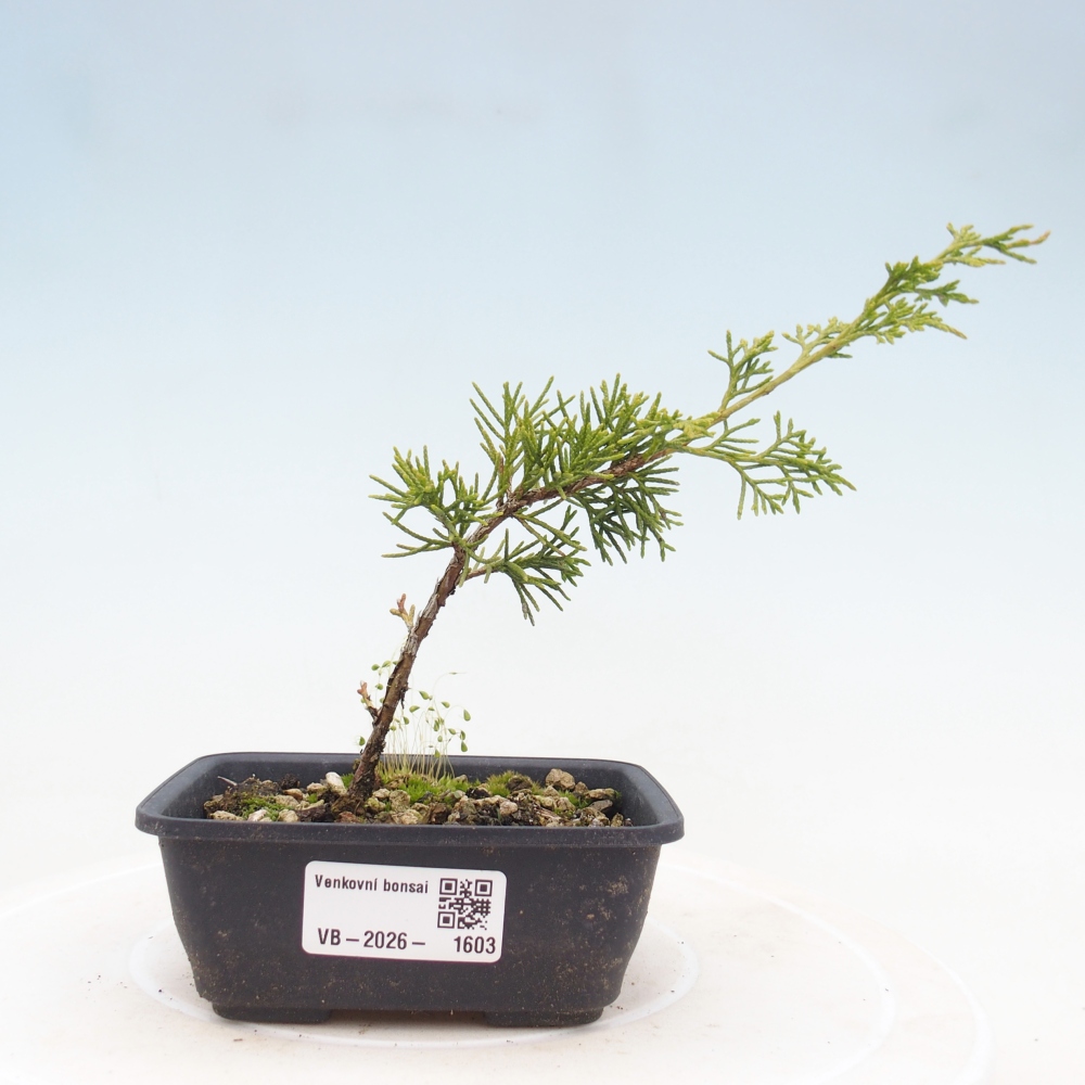 Bonsai voor buiten - Juniperus chinensis Itoigawa