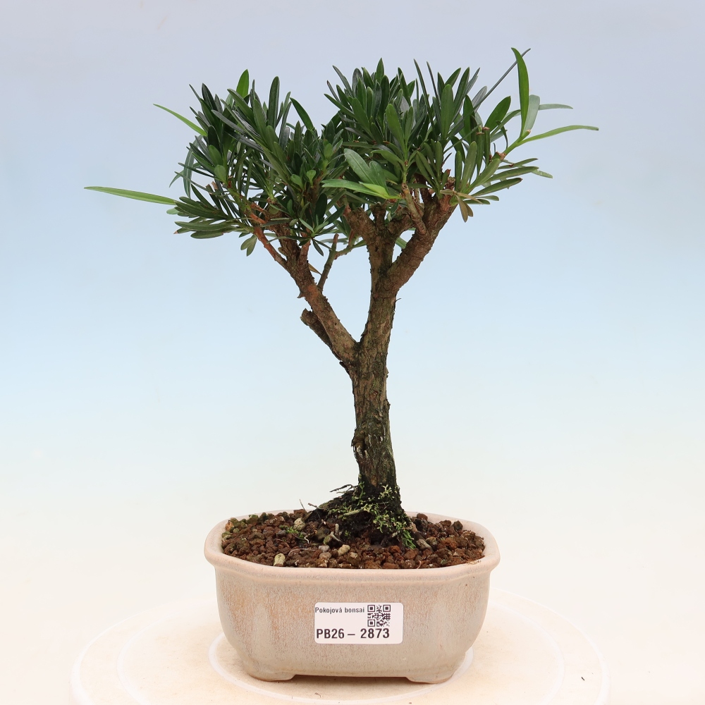 Kamerbonsai - Podocarpus - Taxus