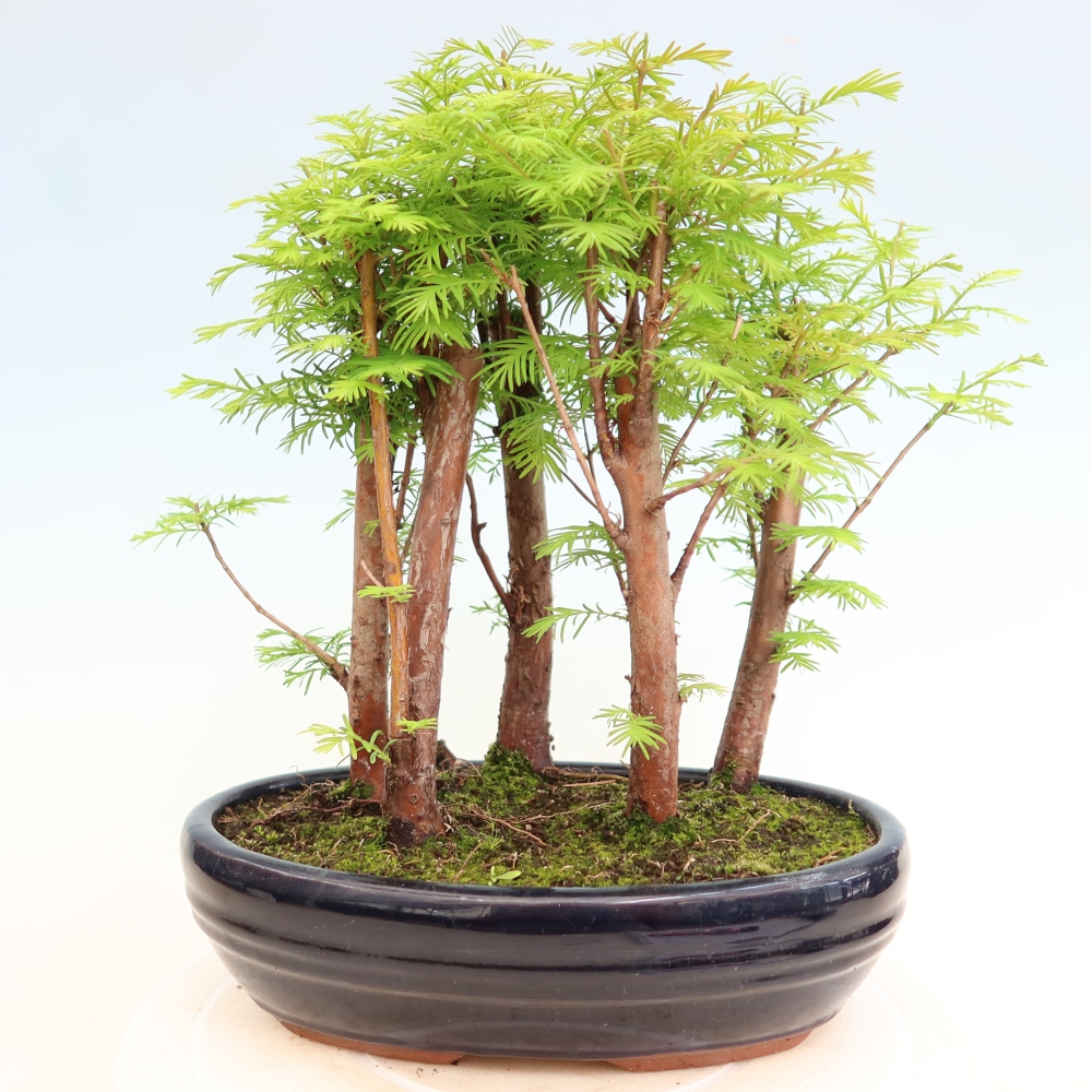 Buitenbonsai - Metasequoia glyptostroboides - Chinese metasequoia - bosje