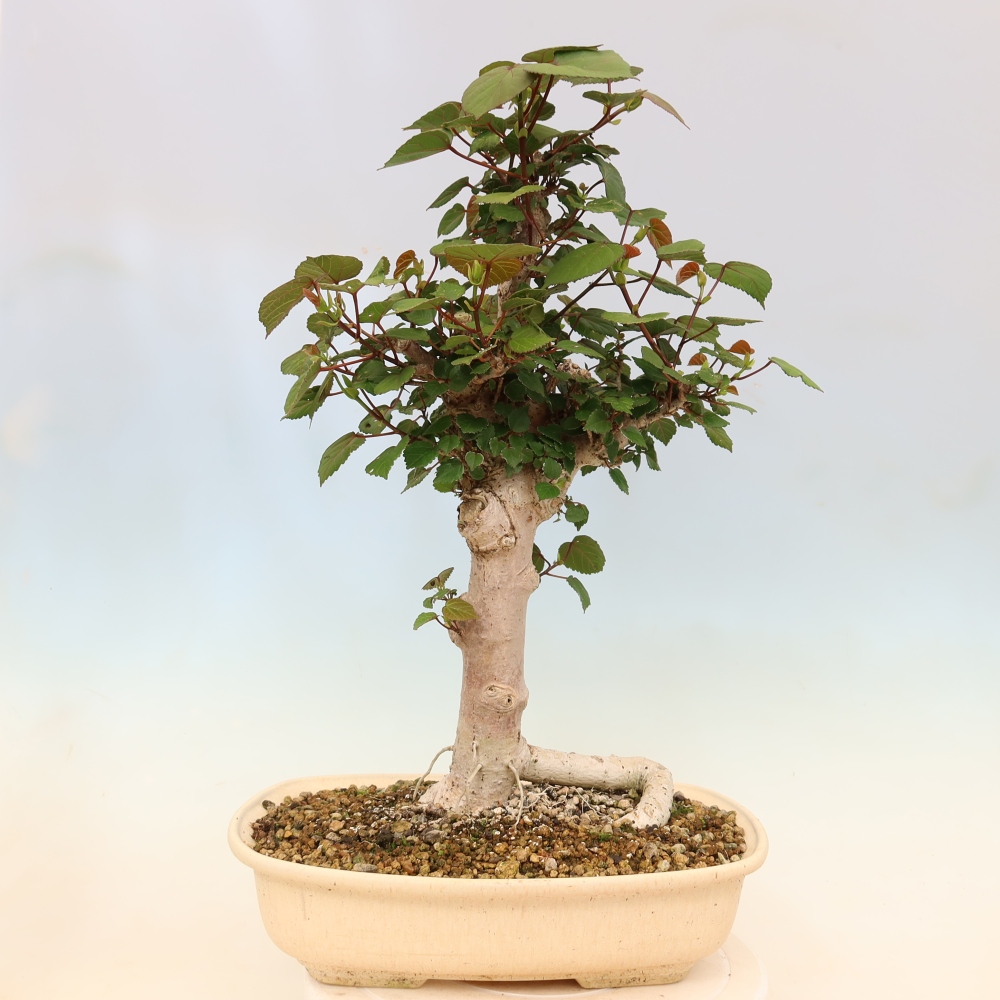 Bonsai voor binnen - Hibiscus tiliaceus - Zee Hibiscus