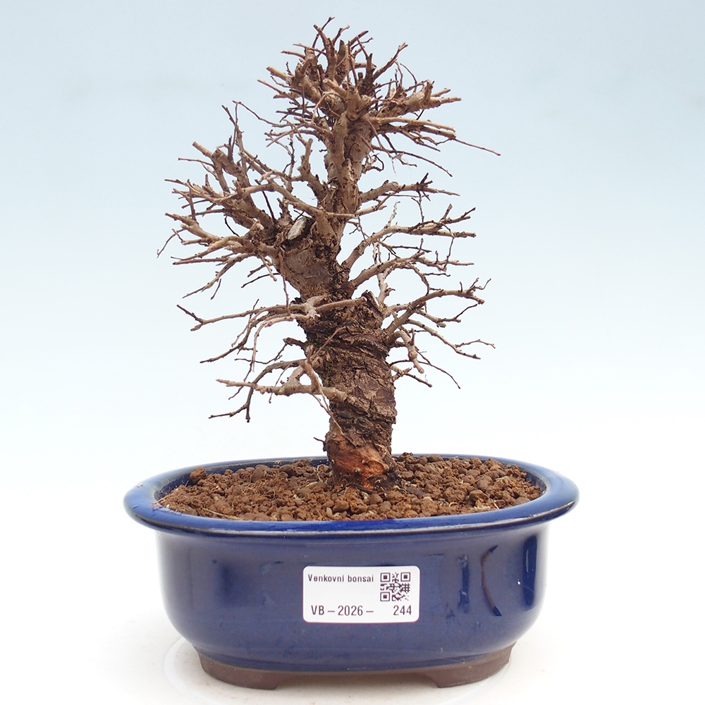 Bonsai voor buiten - Zelkova - Zelkova NIRE