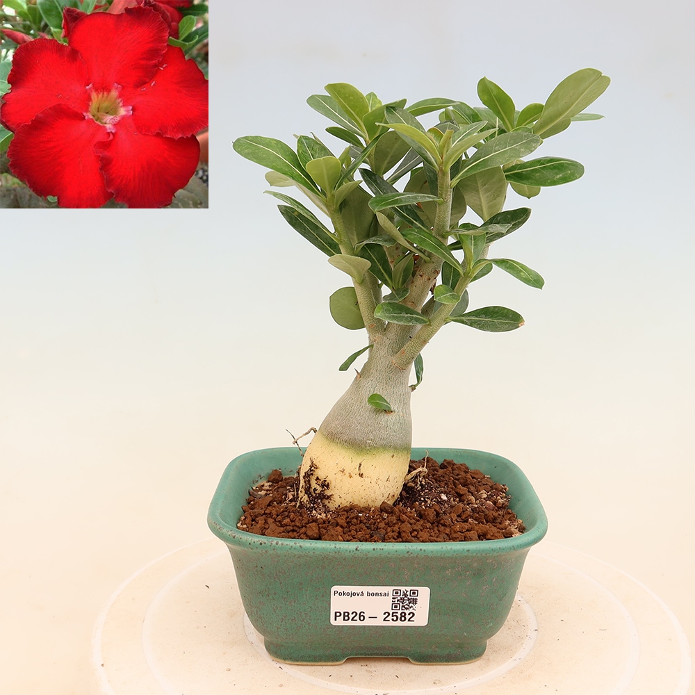 Kamerbonsai - Adenium obesum Red Star - Woestijnroos