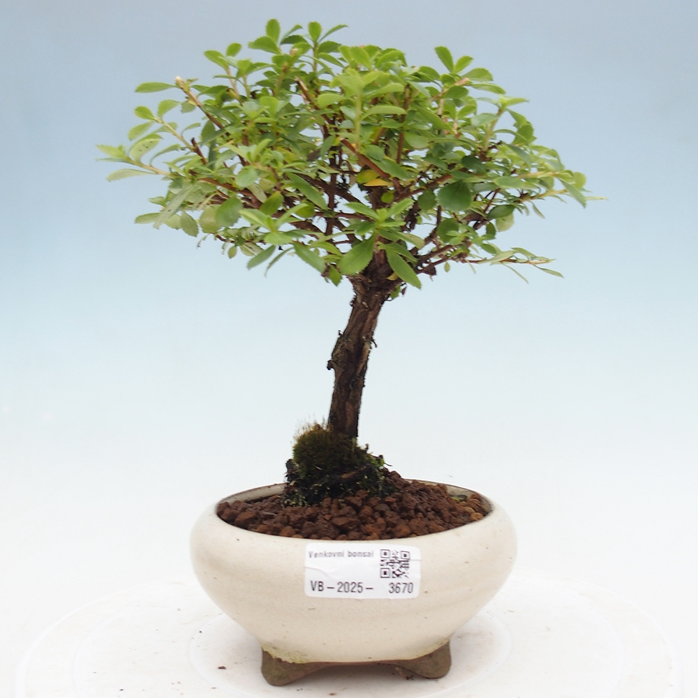 Bonsai voor buiten - Escallonia 'Dart's Rosy Red' - Zábluda