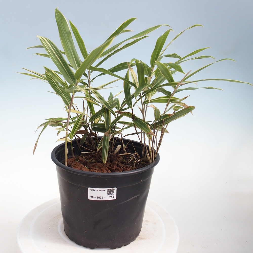 Bonsai voor buiten - Sasaella masamuneana Albostriata - Bamboe