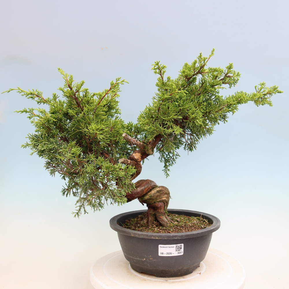 Bonsai voor buiten - Juniperus chinensis Itoigawa-Juniperus chinensis