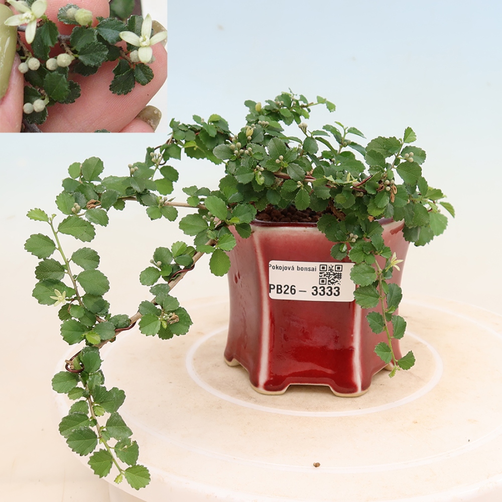 Kamerbonsai - Grewia sp. - Grewia malafolia