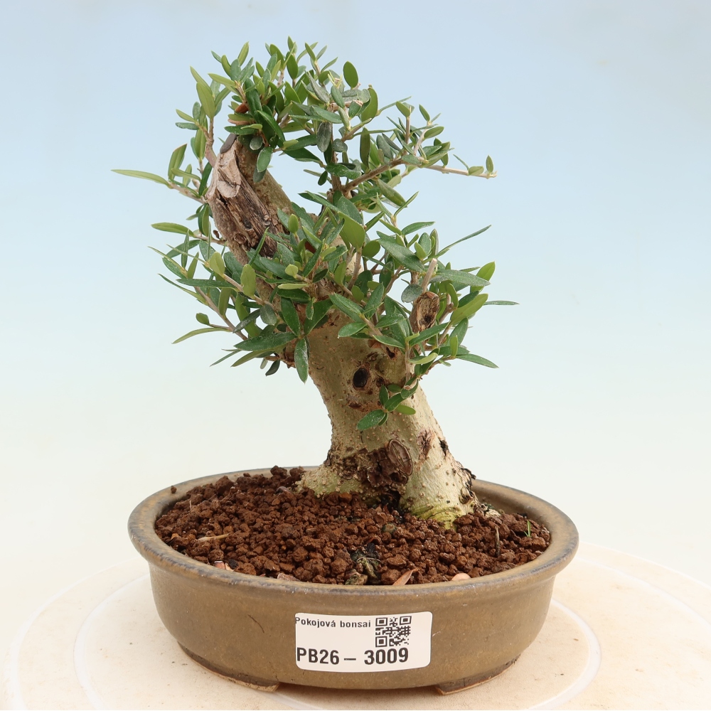 Bonsai voor binnen - Olea europaea sylvestris