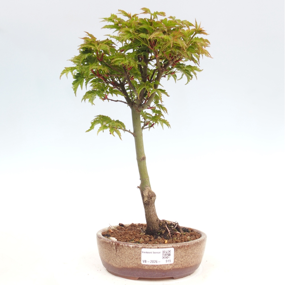 Bonsai voor buiten -Javor palm Acer palmatum Shishigashira