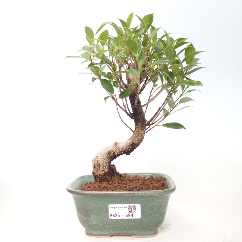 Kamerbonsai - Ficus retusa - kleinbladige ficus