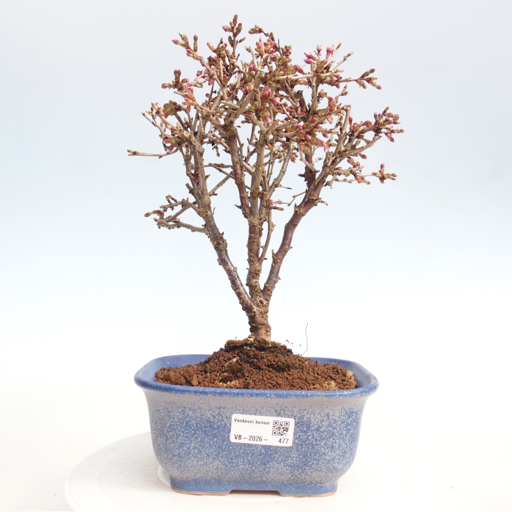 Bonsai voor buiten - Prunus incisa Kojou-no mai-Plivon uitgesneden