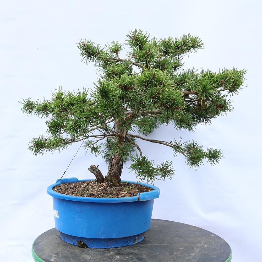 Pinus sylvestris Spanje - grove den