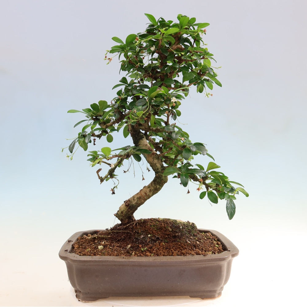 Kamerbonsai - Carmona macrophylla - Thee fuki