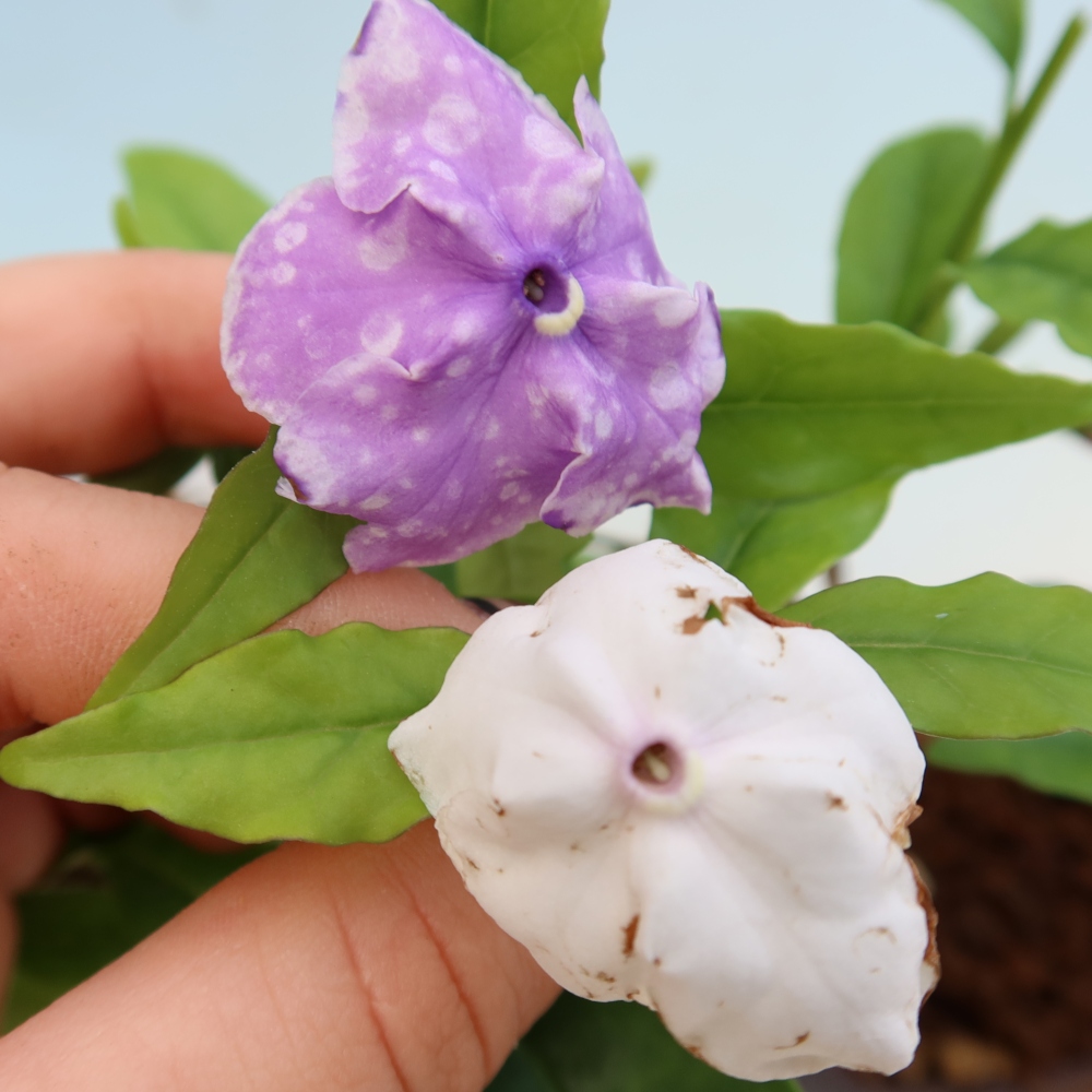 Bonsai voor binnenshuis - Costa-jasmijn - Brunfelsia