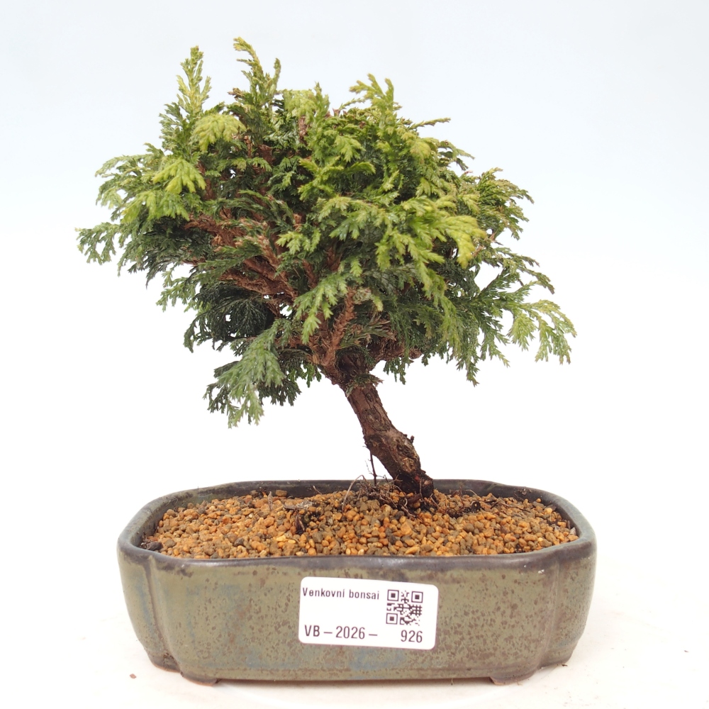 Bonsai voor buiten - Cham.pis Parslori - Cipres